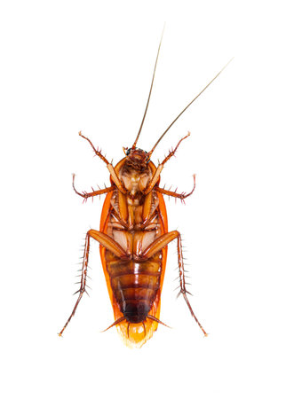 Bottom view of a American cockroach, Periplaneta americana, isolated on whiteの写真素材