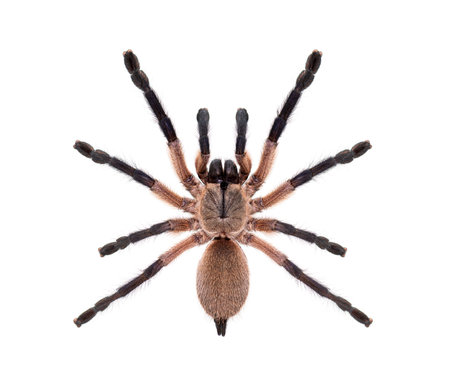 High view of a Blue Baboon Tarantula, Monocentropus balfouri, isolated on white