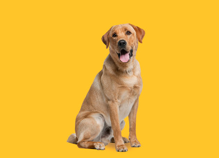 Labrador retriever dog panting and sitting in front of dark yellow backgroundの写真素材