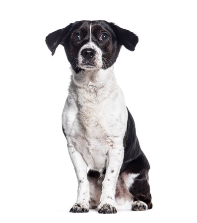 Crossbreed dog with a jack russell , isolated on whiteの写真素材