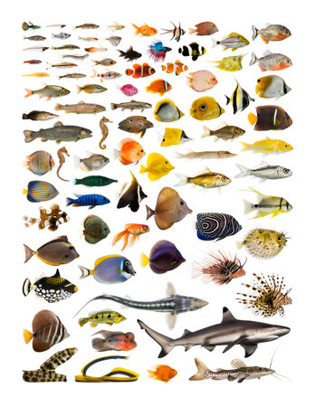 educational poster, variety, concept, decoration, colorful, wallpaper, marine, underwater, sea, aquarium, tropical, animal, aquatic, arrangement, assortment, collection, domestic, domestic animal, fish school, fish shoal, fresh water, fresh water aquarium fish, group, group of animals, group of fishes, large group, many, marine fish, no people, nobody, pet, poster, saltwater, school, set, studio, studio shot, swim, vertebrate, waterの写真素材