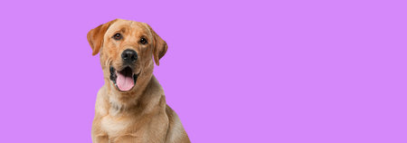 Labrador retriever dog panting in front of pink backgroundの写真素材