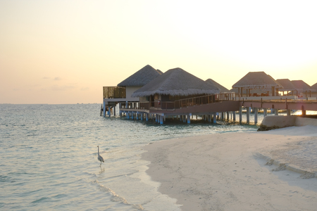 An egret paddles on the shore beside the holiday bungalows, as the sun sets in a yellow bloom. Maldives Island.の写真素材