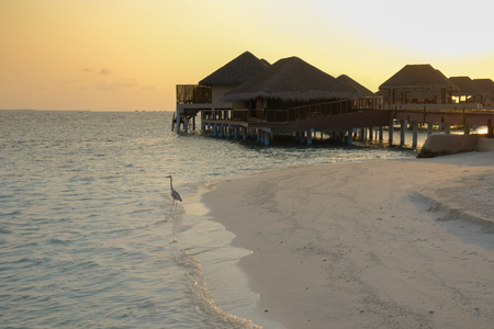 An egret paddles on the shore beside the holiday bungalows, as the sun sets in a yellow bloom. Maldives Island.の写真素材