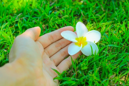 Hand flowerの写真素材