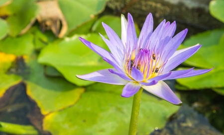 Beautiful waterlily or lotus flower in pondの素材