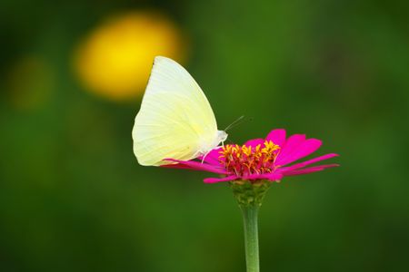 white-yellow butterfly with flower in a gardenの写真素材