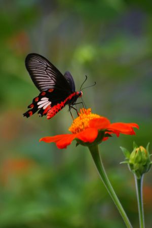 red flower and a colorful butterfly in a park