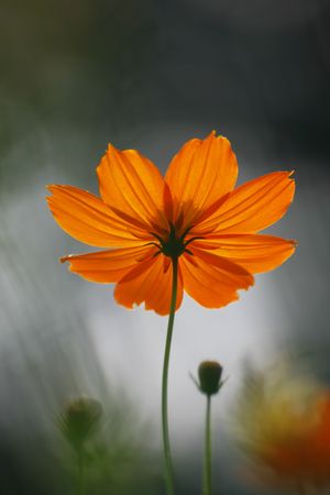 strong orange flower stand against sun shineの写真素材