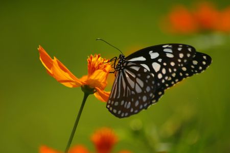 flower and butterflyの写真素材