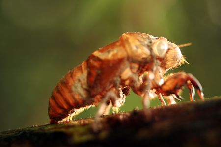 a small bug in a tropical forest