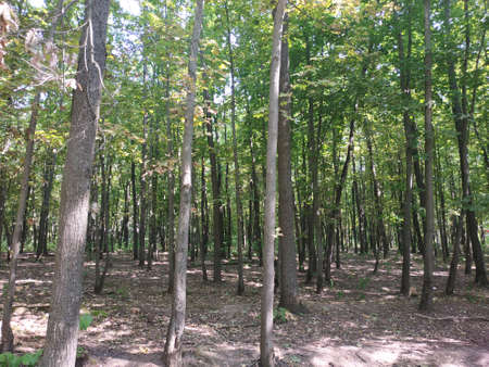 Forest Road. The road in the summer forest
