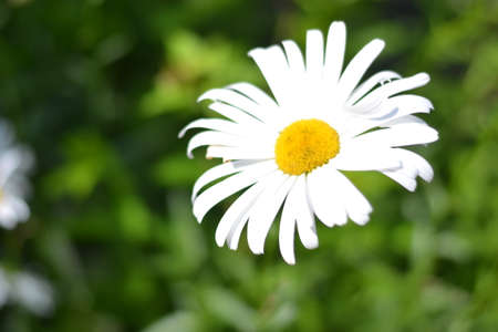 spring flower