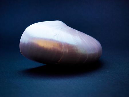 Sea Shellの写真素材