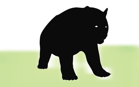 Bear walking in front of white background on grassのイラスト素材