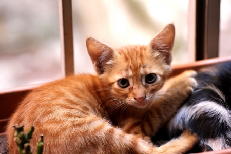 cat looking at the camera close up shotの写真素材