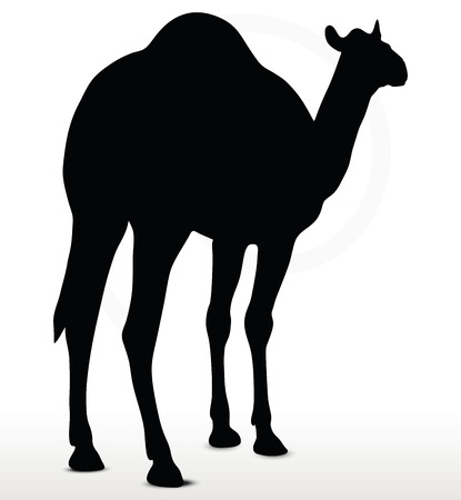 Image - camel in default pose  isolated on white backgroundのイラスト素材