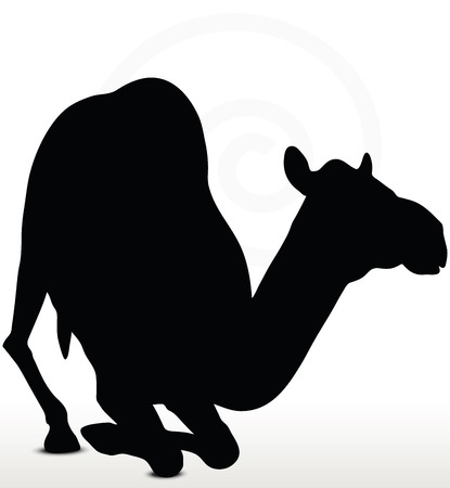 Image - camel in Kneeling pose  isolated on white backgroundのイラスト素材