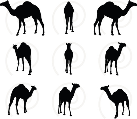 Vector Image - camel in Walking pose  isolated on white backgroundのイラスト素材