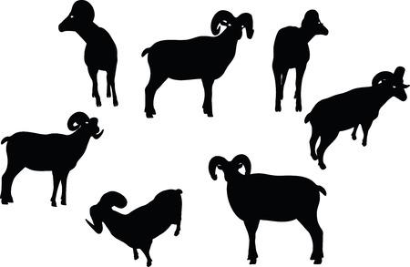 Vector Image - big horn sheep  silhouette in twist head  pose isolated on white backgroundのイラスト素材