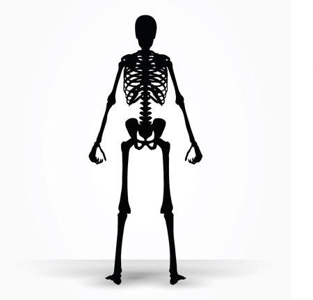 Vector Image - skeleton silhouette in standing pose isolated on white backgroundのイラスト素材