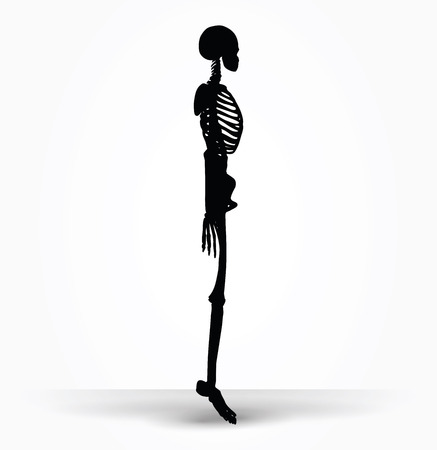 Vector Image - skeleton silhouette in default pose isolated on white backgroundのイラスト素材