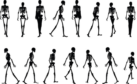 Vector Image - skeleton silhouette in walk pose isolated on white backgroundのイラスト素材