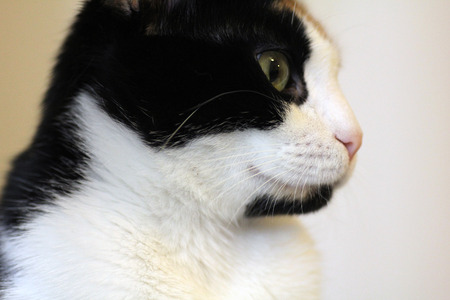 cat looking at camera close up shot
