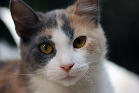 cat looking at camera close up shotの写真素材