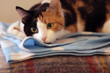 cat looking at camera close up shotの写真素材