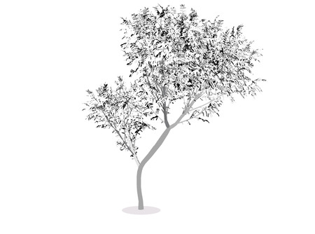 EPS 10 vector illustration of tree, plant silhouetteのイラスト素材