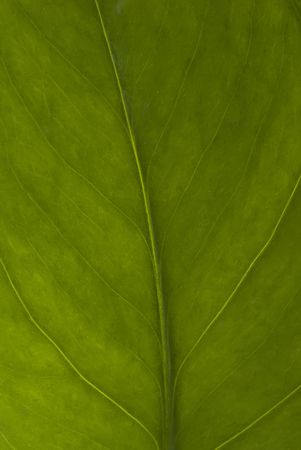 Macro picture of a leaf