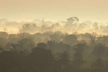 Tropical forest in Per at sunriseの写真素材
