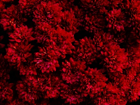 World of flowers, a world of romance, joy and inspiration.の写真素材