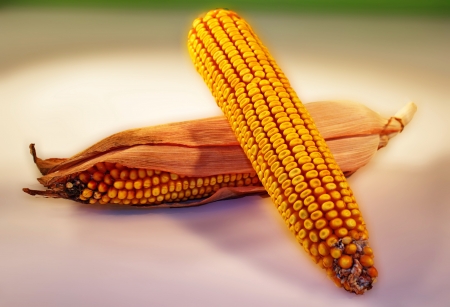 Corn isolated on white backgroundの写真素材