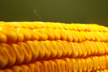 Corn isolated on white backgroundの写真素材