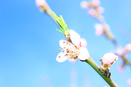 Beautiful spring flowers .の写真素材