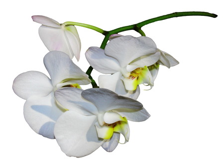 White orchid isolated on a white backgroundの写真素材
