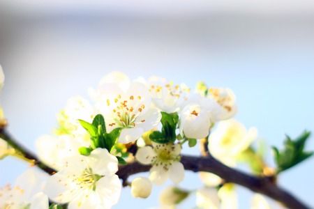 Nature spring background with blossom branch with spring flowers 