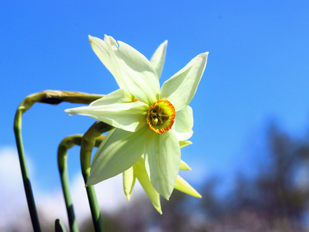 Close up of white daffodils, narcissus flowers.の写真素材