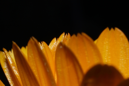 Beautiful spring daisy flowers . macro shootの写真素材