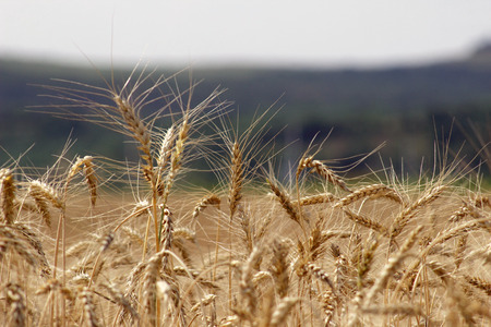 Ripe yellow wheat ears on field against blue sky.