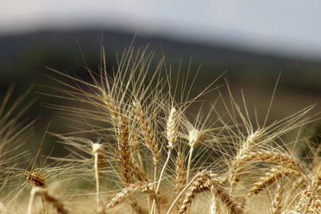Ripe yellow wheat ears on field against blue sky.の写真素材
