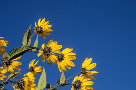 Spring background with beautiful yellow flowersの写真素材