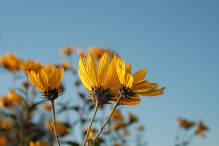 Spring background with beautiful yellow flowersの写真素材