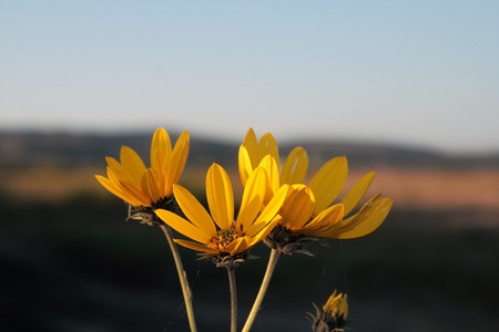 Spring background with beautiful yellow flowersの写真素材
