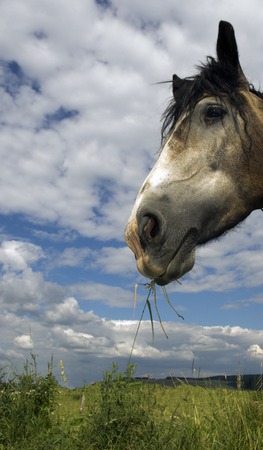 Horse portrait outside in field, blue sky and green grassの写真素材