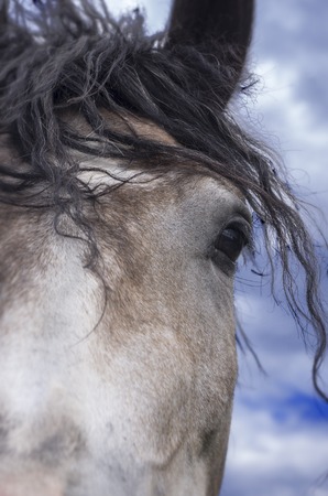 Horse portrait outside in field, blue sky and green grassの写真素材