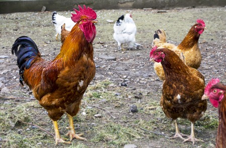 Red rooster and Chickens on traditional free range poultry farm.の写真素材