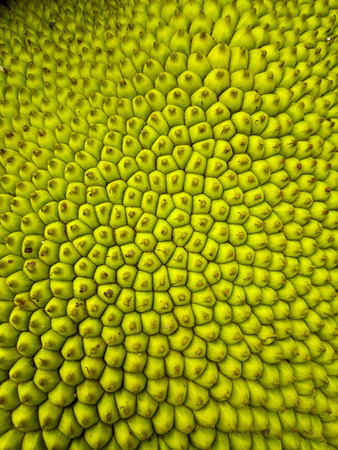 the Natural Fresh jackfruit in closeup for backgrounds